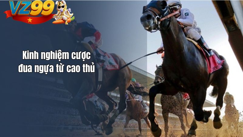 Kinh nghiệm cược đua ngựa từ cao thủ